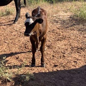 Meet your Posher, Ariusy